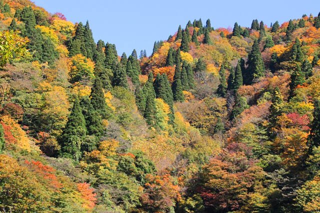 鳥取県扇ﾉ山（おうぎのせん）