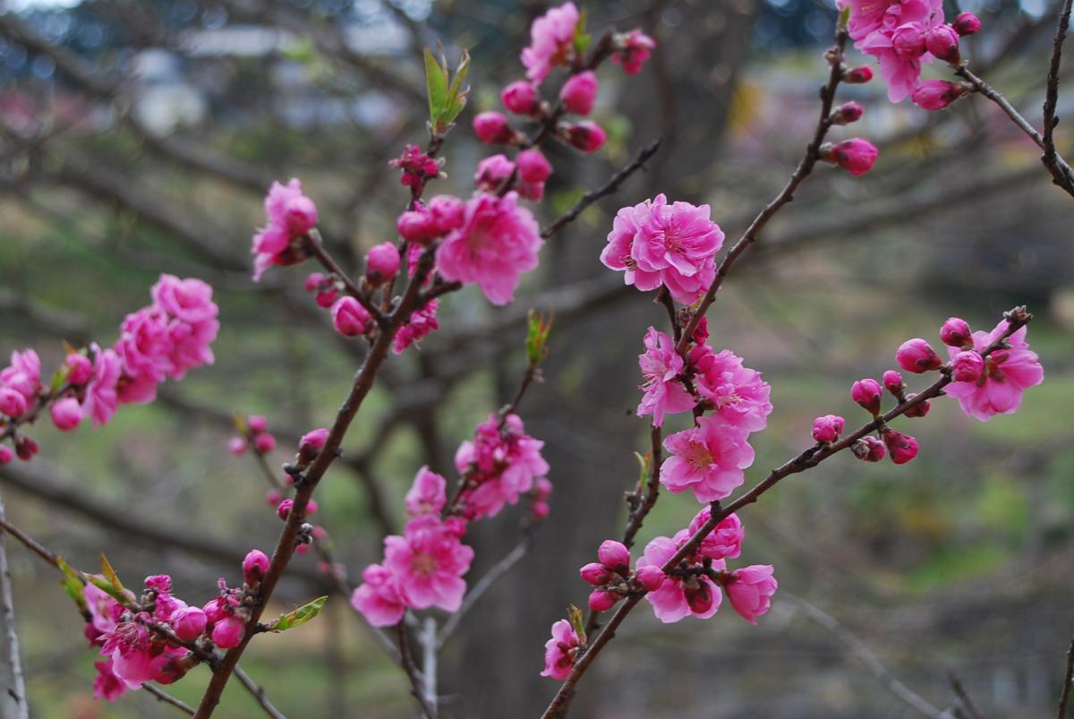 今が盛りの花桃